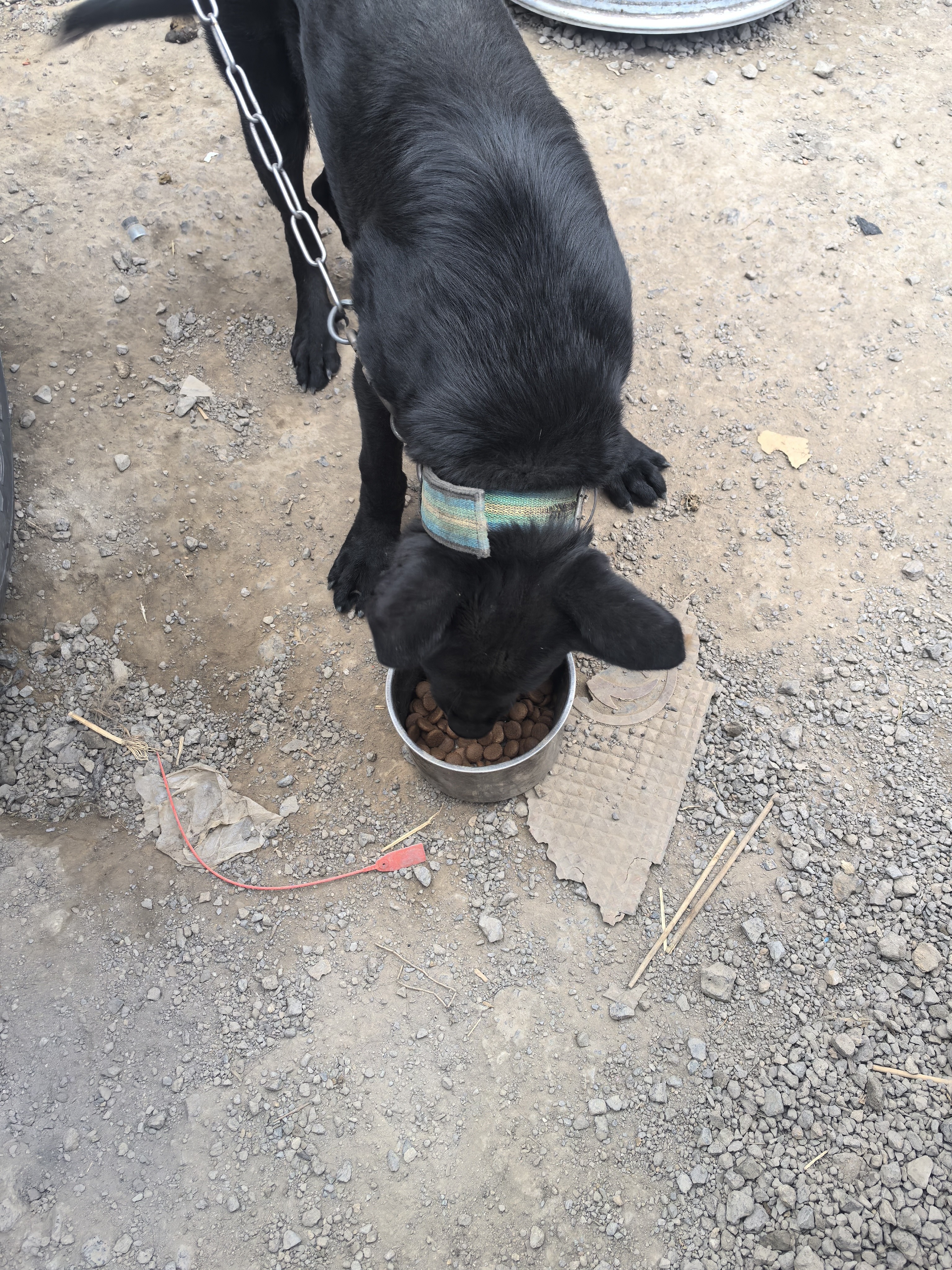 冠资狗粮大颗粒训犬粮大包装中大型犬主粮马犬拉布拉多狼青高加索比特恶霸金毛藏獒哈士奇萨摩耶德牧边牧羊 40斤装大颗粒经济型 牛肉味 实拍图
