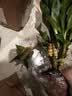 绿有意绿植盆栽多肉花卉盆栽植物室内桌面水培绿植办公室客厅植物懒人 聚财3盆】文竹+富贵竹+发财树 实拍图
