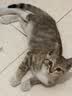 【京东快递】逗猫棒钓鱼竿长杆猫玩具羽毛铃铛宠物用品小鱼玩具 钢丝羽毛逗猫棒1根装 实拍图