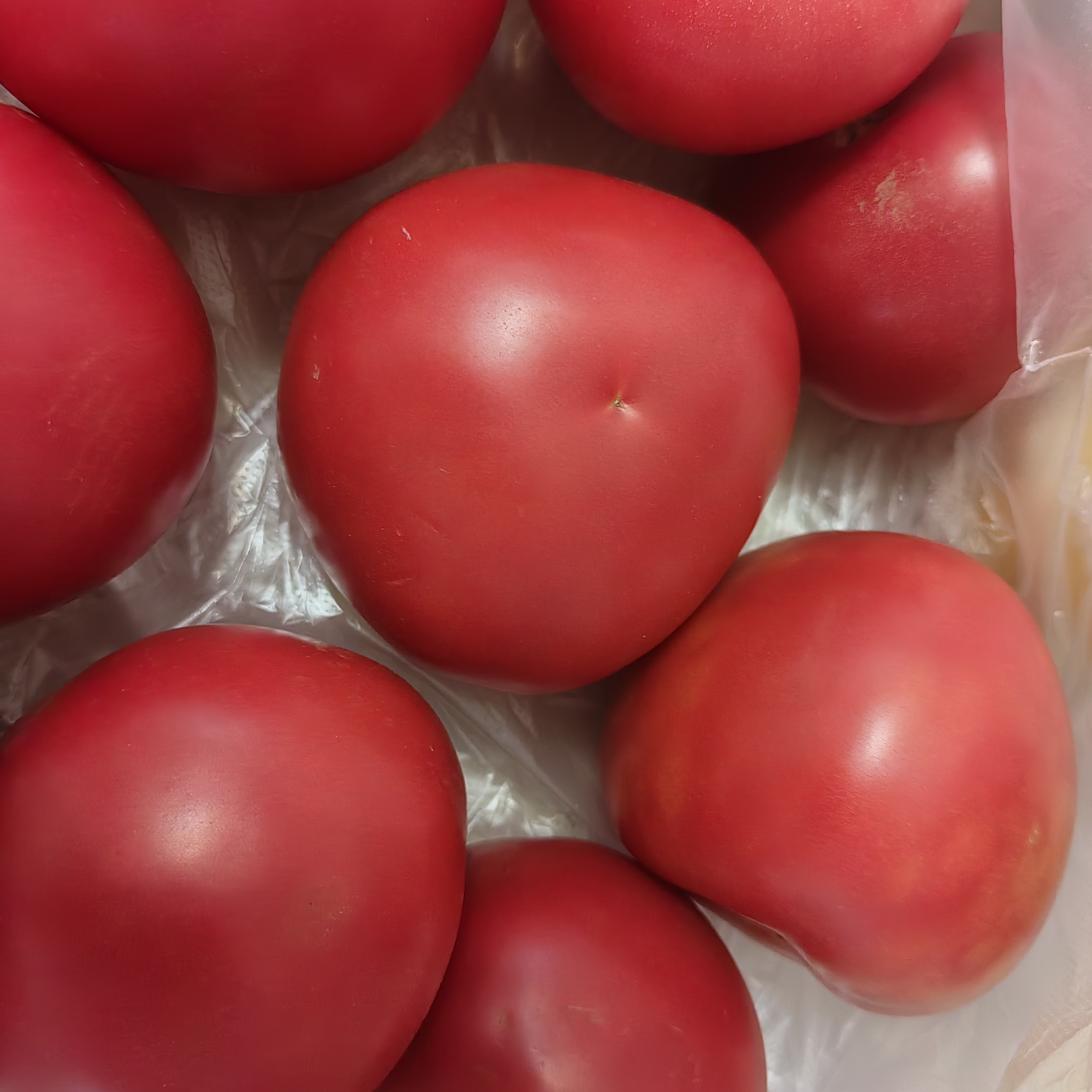 【减脂首负】正宗甘肃武威普罗旺斯西红柿即食生吃番茄蔬菜沙拉 彩箱 5斤 净重 普罗旺斯【儿时味道】 实拍图