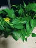 京东绿植绿萝盆栽除甲醛花卉绿植办公室新房净化空气180加仑4盆装源头直发 实拍图