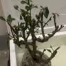 花竹恋长寿冠海棠盆栽盆景梅花树桩重瓣树苗红梅耐寒耐旱植物不含盆 6年长寿冠海棠当年开花 实拍图