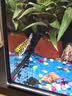 金晶超白玻璃桌面鱼缸小型家用办公室生态懒人全套造景小缸水草缸 裸缸+防滑垫 15*15*20 实拍图