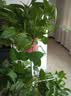 蜗家铁艺花架客厅落地式花盆架室内外多层植物摆放架阳台绿萝置物架 实拍图
