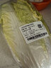 三宝白菜约650g(大娃娃菜) 实拍图