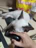 LEGENDSANDY蓝氏乳鸽猫粮幼猫成猫猫零食主食猫条餐包猫咪尝鲜大礼包246g 实拍图