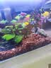 高级净水片鱼缸水族箱净化水浑浊绿水脏除腥臭味过滤免换水净水王 三效合一养水【瓶装100粒】 实拍图