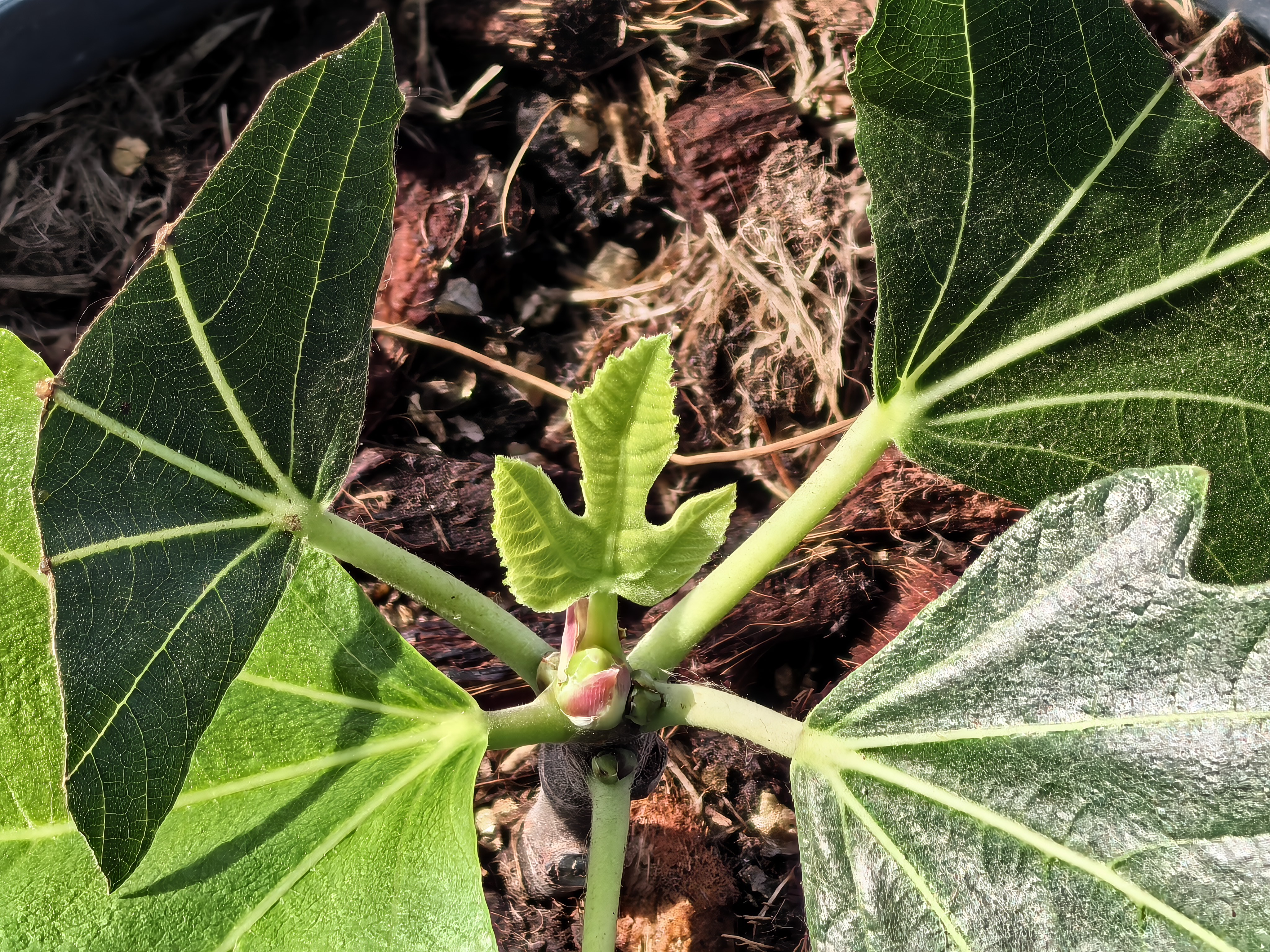 史丹利花盆家用树脂塑料盆栽加厚多肉月季阳台庭院加仑盆象牙白高140mm 实拍图