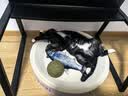 欢宠网猫薄荷球猫玩具猫咪磨牙自嗨解闷神器耐咬逗猫棒猫猫小猫幼猫宠物 实拍图