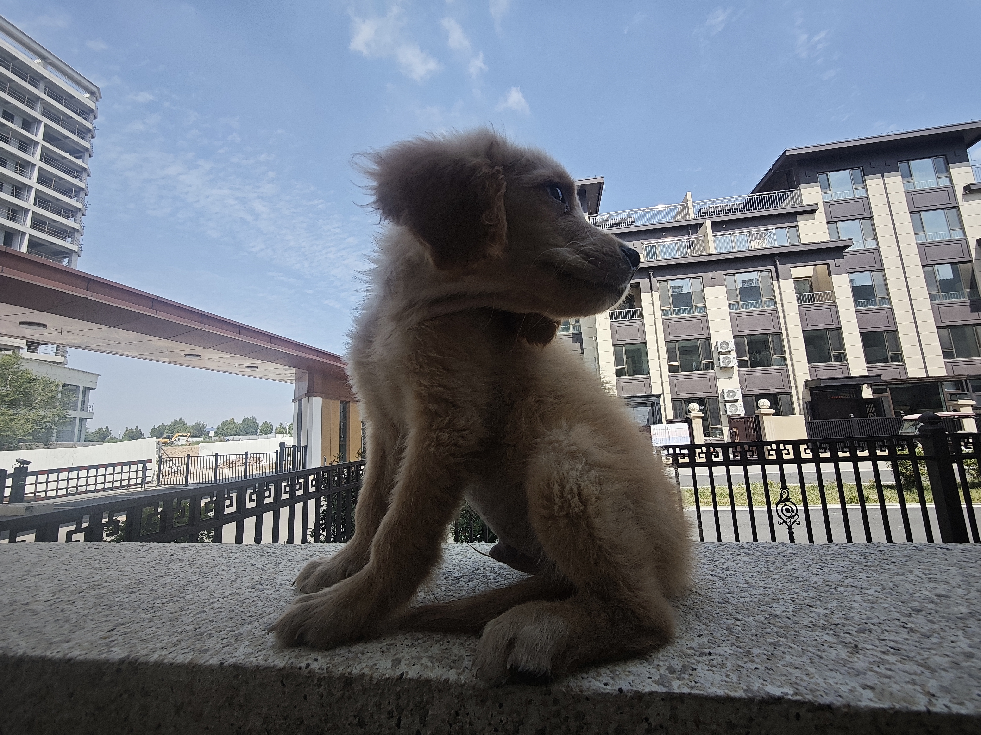 皇家狗粮 幼犬狗粮 犬粮 通用犬型 A3 通用粮 2-12月 3KG 实拍图
