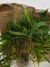 漫生活 10L进口通用型营养土种菜土有机园艺种植土壤花盆发财树种植花土 实拍图