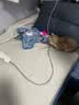 HELLOJOY猫咪玩具自嗨解闷神器智能电动逗猫球自动逗猫棒幼猫遛猫消耗体力 实拍图