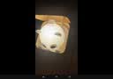 淳言躲猫猫小夜灯智能声控台灯卧室床头伴睡护眼灯儿童创意礼物玩具灯 【充电款】遥控+定时+语音+胆小喵+招财猫+好奇模式 下单即送丨一年质保丨只换不修 实拍图