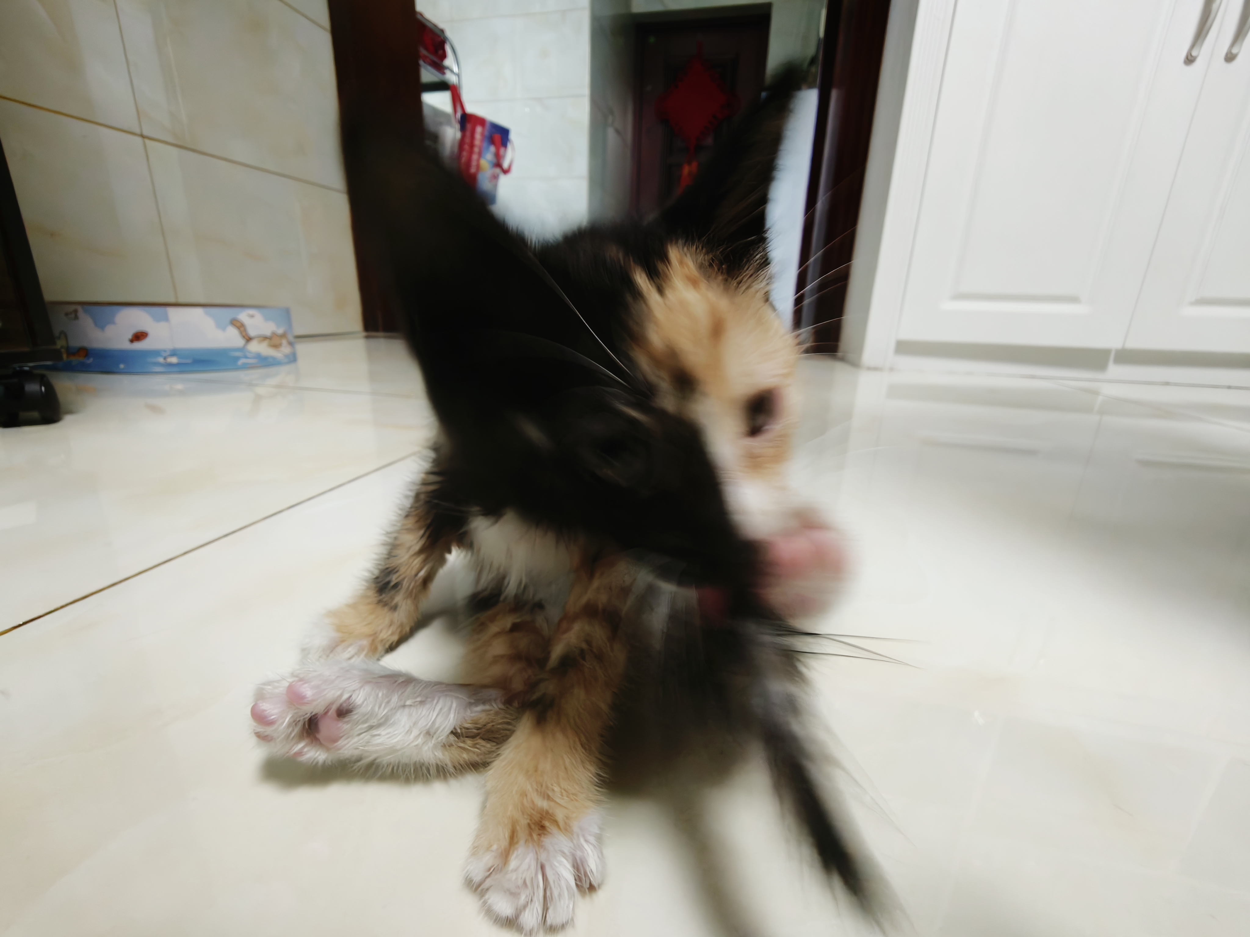 法米娜幼猫粮石榴鸡肉1.5kg 无谷高蛋白营养均衡进口猫粮 实拍图