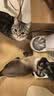 冠能猫粮室内成猫猫粮2.5kg 全价猫粮 添加膳食纤维 控制毛球 实拍图