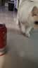百威【梅西同款】经典红罐啤酒450mL 18罐整箱装喜宴中秋送礼 实拍图