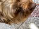 HELLOJOY猫咪专用小枕头宠物狗狗夏天u型枕头睡觉垫子猫毛毯保暖宠物用品 实拍图