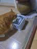 小甜橙猫咪饮水机恒温加热无线水泵抑菌不插电宠物饮水器 实拍图