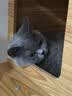 皇家猫粮 成猫猫粮 营养均衡 F32 通用粮 1-7岁 2KG 实拍图