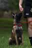 拉夫威尔ruffwear福朗特狗狗项圈遛狗绳成犬小型犬通用柯基狗狗链子 峡谷红 M 晒单实拍图
