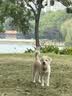 伯纳天纯狗粮经典 比熊小型成犬粮天然粮 经典系列宠物主粮博美1.5kg/3斤 实拍图