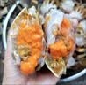 【活蟹】掌昕鲜三门青蟹 全母蟹（6-7两/只）3只 鲜活螃蟹中秋送礼盒非梭子蟹 源头直发 实拍图