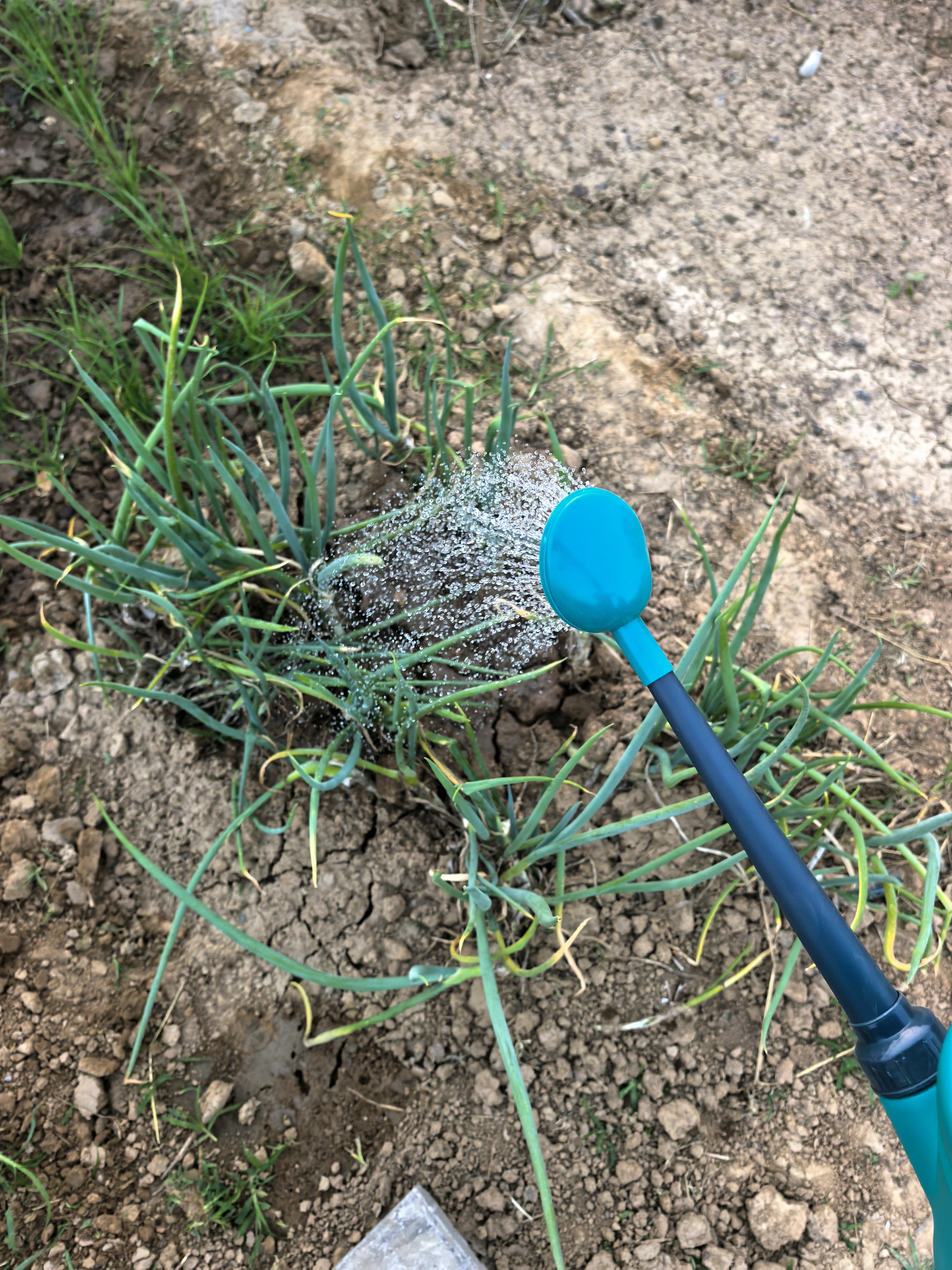 奥美优浇水壶洒水壶浇花壶大容量长嘴浇花神器家用种菜养花浇菜园艺喷壶 实拍图