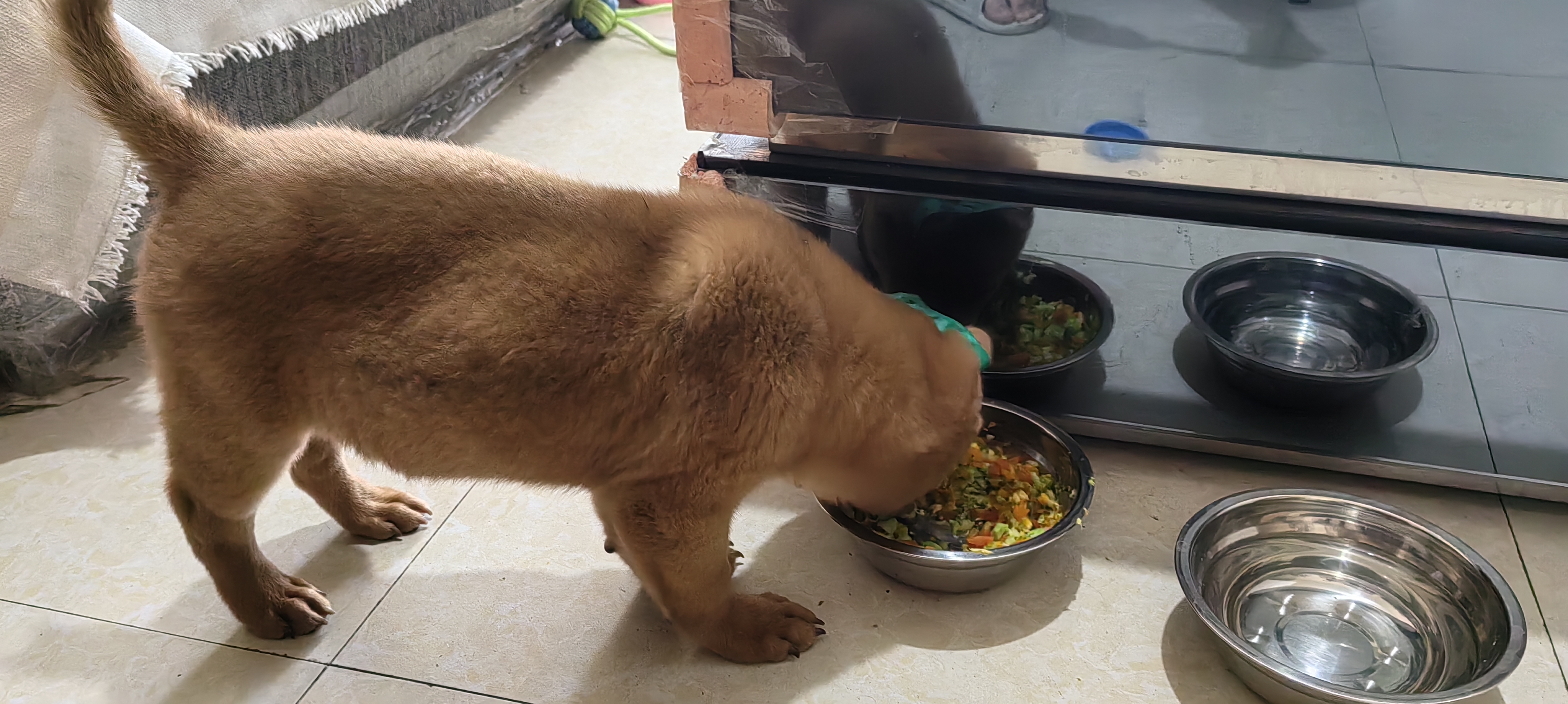 凯锐思狗粮离乳期奶糕幼犬1-3个月冻干夹心1-4月中大型小型犬粮1kg 实拍图