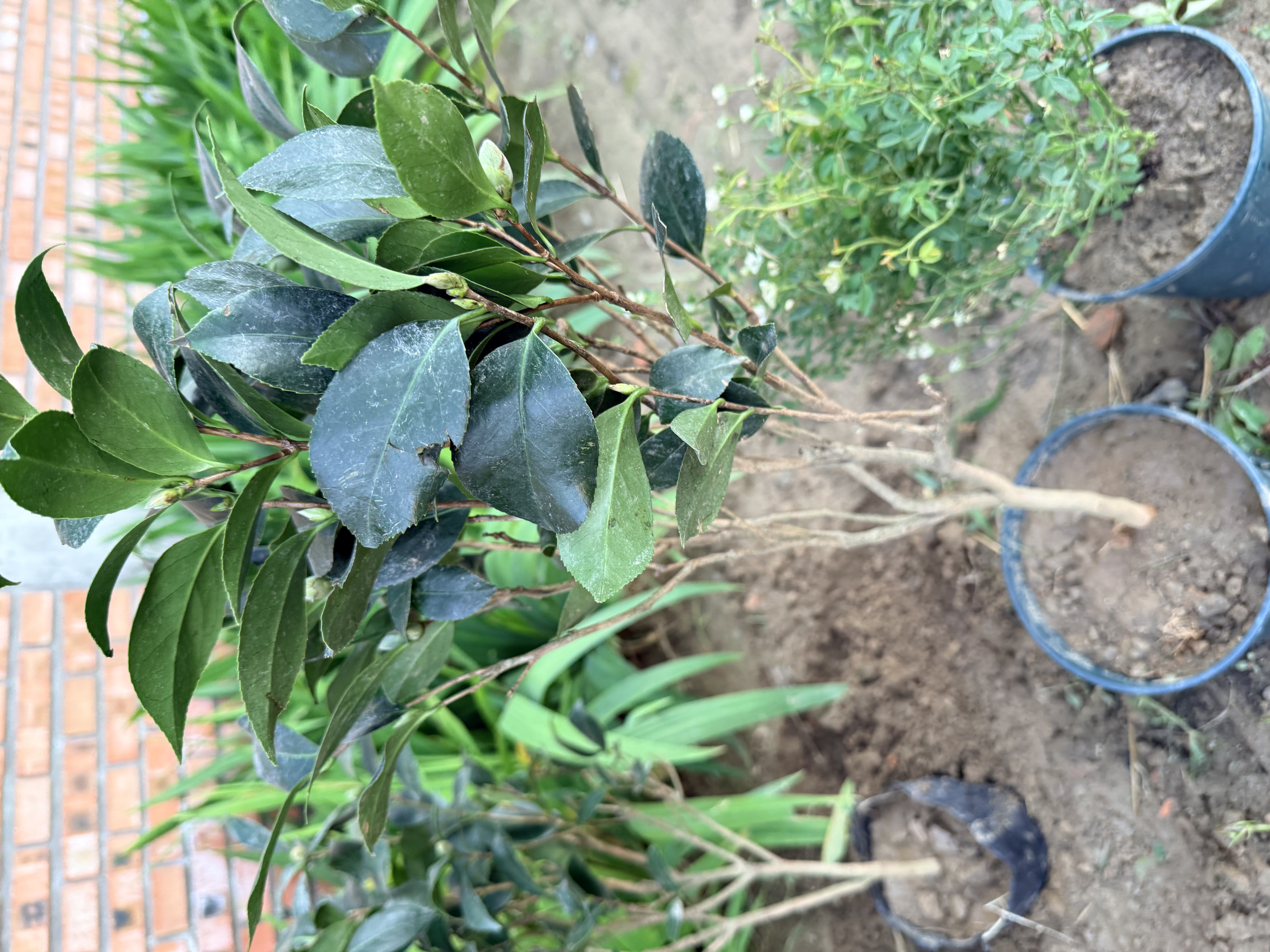 盆栽茶花苗 四季香妃茶花浓香型山茶花树庭院室内好养五色赤丹茶花树苗花卉植物 精品五色 5年苗花期花苞多多 实拍图