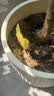 加品惠黄板双面花卉粘虫板20张诱虫板小飞虫诱捕器飞蛾家用室内苍蝇贴 实拍图