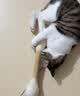欢宠网猫玩具猫咪羊毛棉签巨型磨牙棒逗猫自嗨解闷丰容猫猫幼猫小猫宠物 实拍图