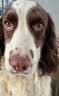 力狼狗粮 全价成犬粮 博美泰迪金毛阿拉斯加边牧大中小犬型粮 【53%肉含量-护胃健骨】鲜鸭肉梨4斤 实拍图