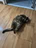 洁客 豆腐膨润土混合猫砂除臭结团懒人猫砂2.5kg*8袋共20kg整箱装 实拍图