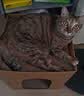 HELLOJOY猫抓板猫窝一体耐抓耐磨不掉屑大号双层瓦楞纸箱屋沙发磨爪猫玩具 实拍图