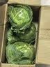 山东新鲜甘蓝包菜卷心菜圆白菜新鲜嫩绿莲花白现摘现发早餐减脂 新鲜包菜 4.6斤净重 人工挑拣 实拍图