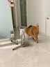 皇家猫粮 成猫猫粮 室内长毛猫 ILH35 通用粮 1-7岁 4.5KG 实拍图