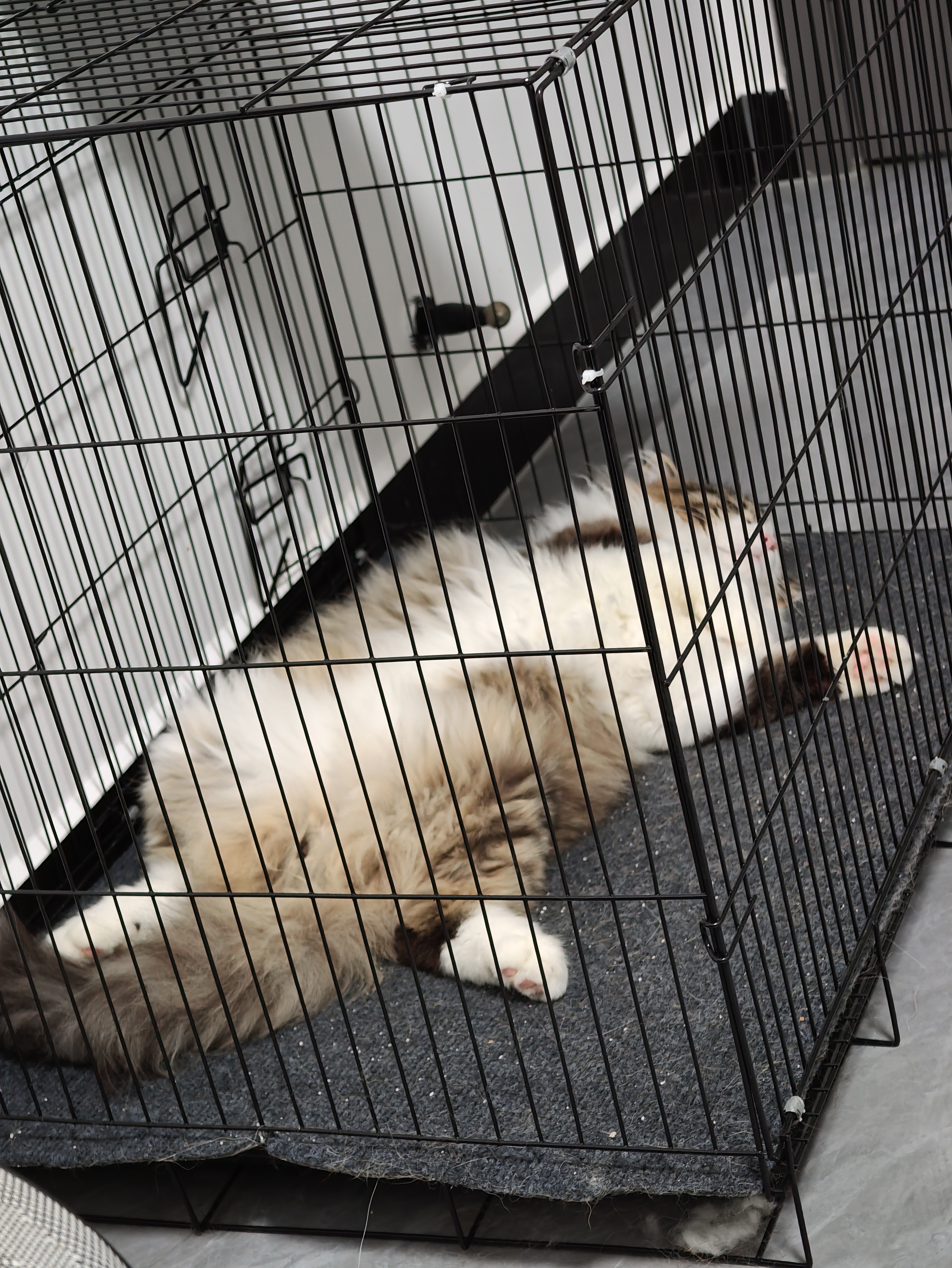 红狗乳钙健骨营养膏120g狗狗猫咪钙片补钙液体钙宠物营养补充剂 实拍图