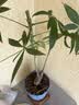 九千谷花盆创意欧式简约蓝色小号2个装多肉植物简约塑料花盆带托盘4245 实拍图
