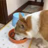 京东京造狗粮老年犬中小型狗粮高鲜肉鲜蒸抗初老护关节易消化7岁+狗粮2kg 实拍图