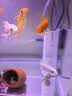 森森 小鲤鱼缸过滤器净水循环三合一内置水族箱过滤系统XQP-500F 6W 实拍图
