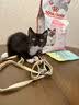皇家猫粮 幼猫猫粮 幼猫专用 K36 通用粮 4-12月 400g 实拍图
