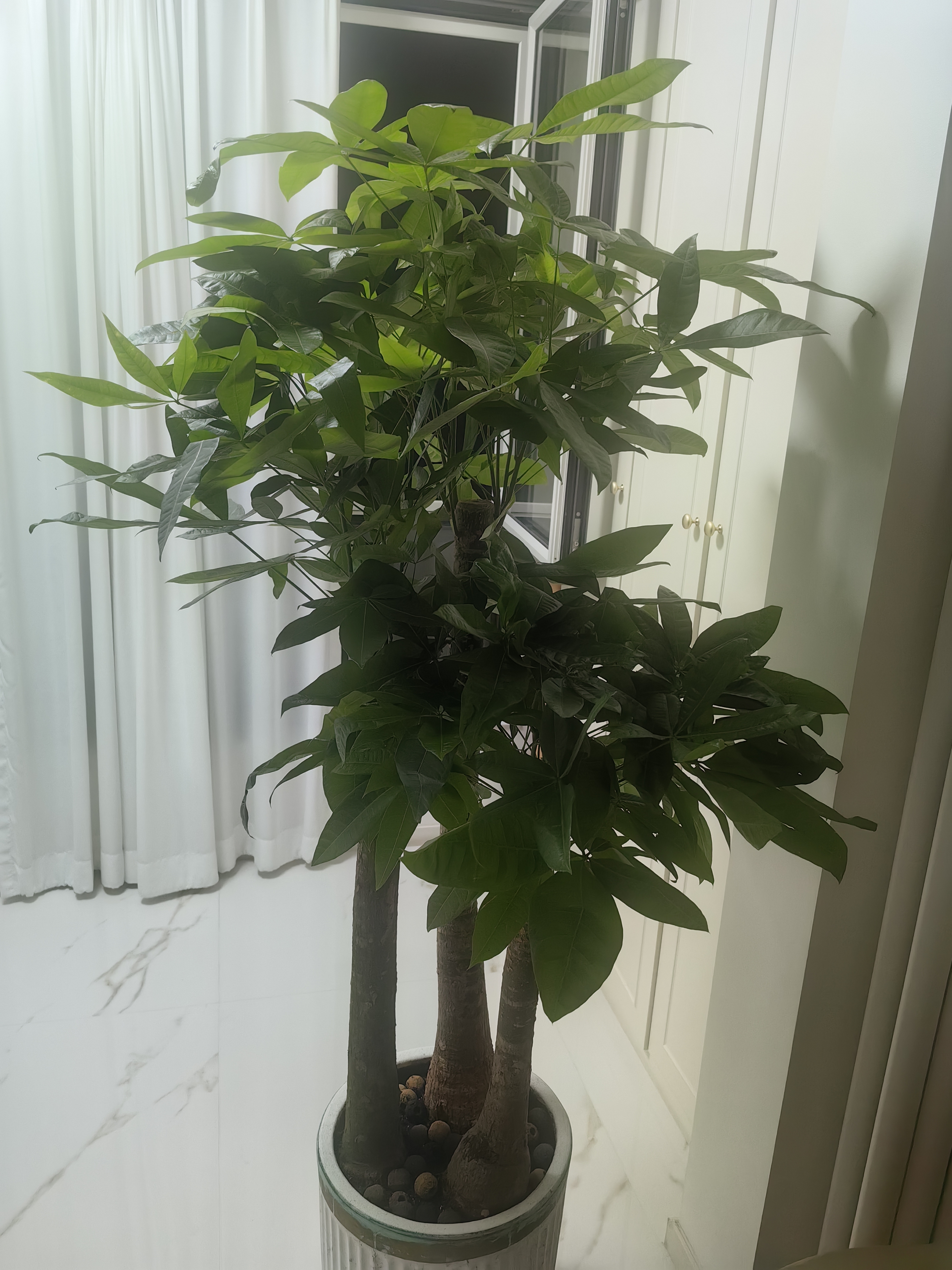 发财树客厅盆栽大招财办公室大型绿植花卉植物好养室内开业高级感 精品单杆发财树【1.8-2米】 【白色聚宝盆】送肥料+养护手册 晒单实拍图