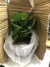 【包开花】碧玉四季常青室内花卉绿植开花植物净化浓香型盆栽 重瓣碧玉【混色】特大盆【开花爆满】+肥料 实拍图