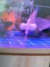 绘彩猪鼻龟饲料剃刀龟底栖鱼下沉鱼食 虎头鲨专用粮黄头侧颈龟沉底粮 高钙高蛋白10mm圆粒500G 实拍图