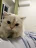 网易严选全价猫粮4.0 猫主粮成幼猫低敏无谷驼羊奶促吸收 鸡肉羊奶味1.5kg 实拍图
