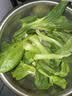 上海青约500g(油菜) 实拍图