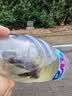 陈一凡冷泡鲜萃组合 可冷热泡花果原叶茶多口味办公室袋泡茶包30泡100g 实拍图