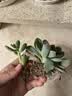 【限时优惠】多肉植物盆栽新手套餐迷你绿植 2颗不同品种多肉(不带盆和土） 实拍图