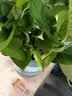 京东绿植绿萝盆栽除甲醛花卉绿植办公室新房净化空气180加仑4盆装源头直发 实拍图