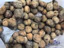 鲜级佳大凉山新鲜湿核桃去青皮嫩核桃老树薄纸皮核桃孕妇专用生核桃新货 【去青皮】净重5斤精品装丨送夹子 实拍图